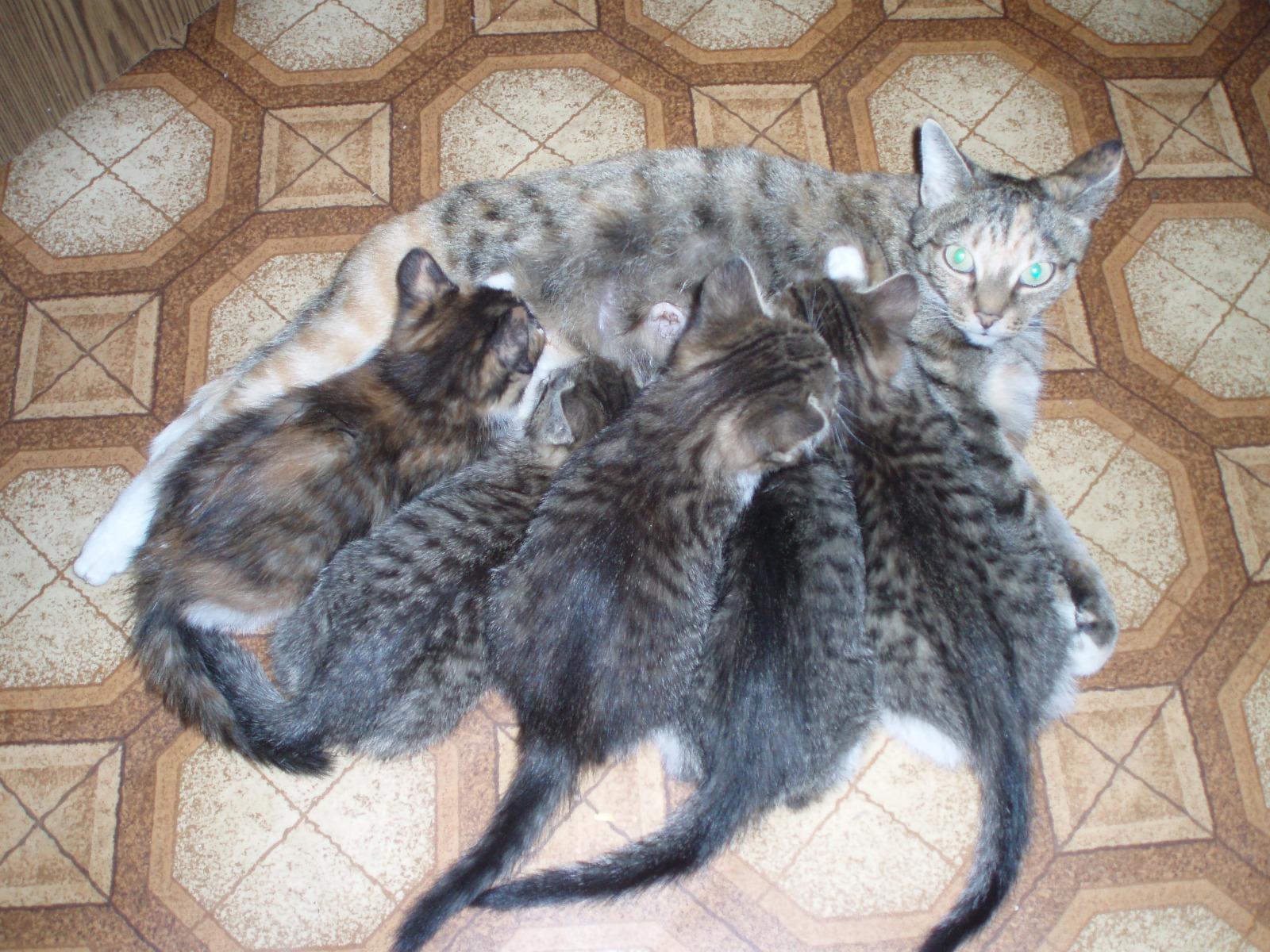 Фото В снегу и за рулем: в Новосибирске опубликовано свыше 50 фото милых питомцев к Дню кошек 40 - Сиб.ФМ Фото В снегу и за рулем: в Новосибирске опубликовано свыше 50 фото милых питомцев к Дню кошек 40